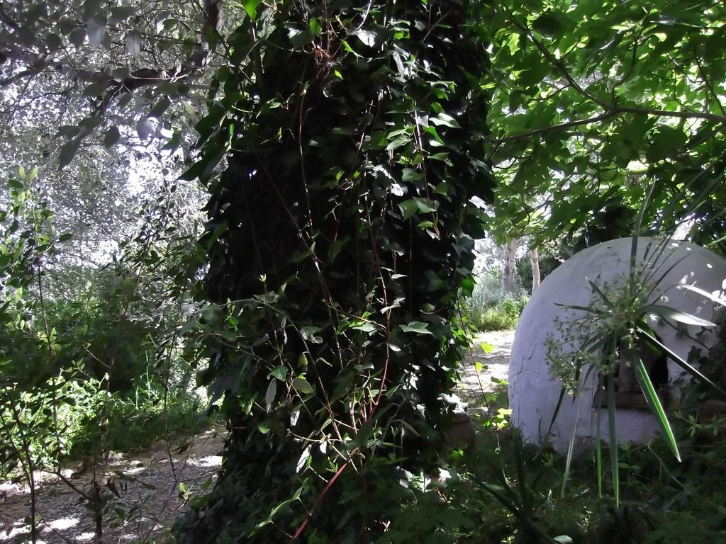 Casa Montecote Eco Resort Vejer de la Frontera Buitenkant foto